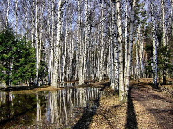 березовая роща весной
