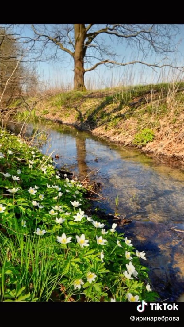 весенний лес