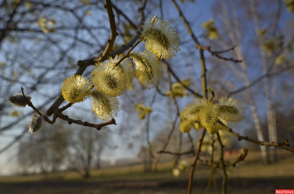 верба цветет