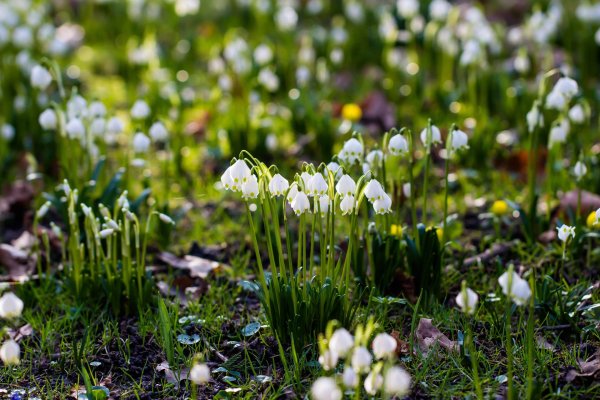 первоцвет белоцветник