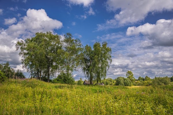 раменское опушка леса