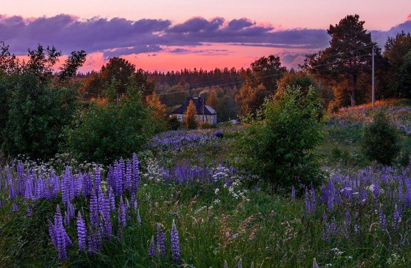 деревенский пейзаж