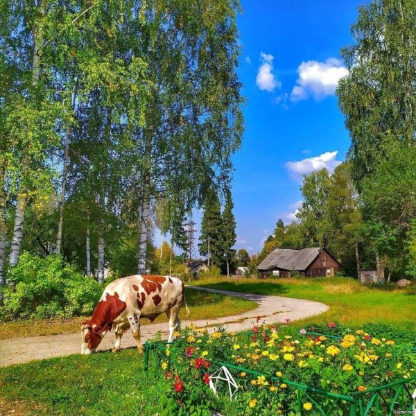 деревенская природа