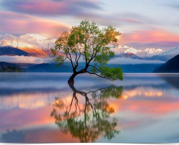 дерево ванака новая зеландия