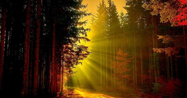 лес солнце
