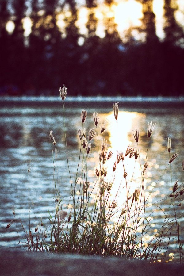 озеро с камышами