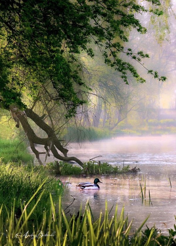 пейзажи летние