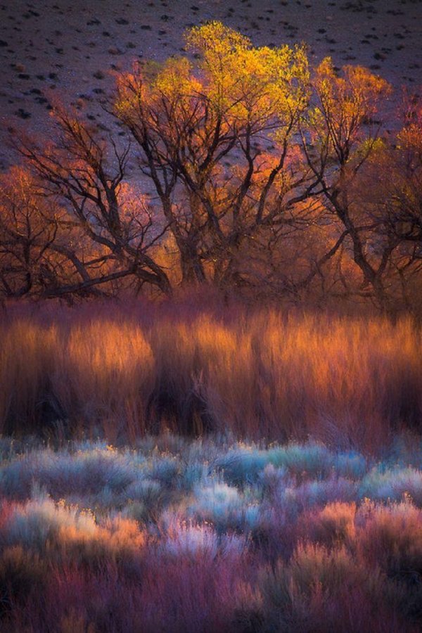 фотограф гален роуэлл