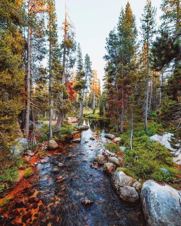 willamette national forest