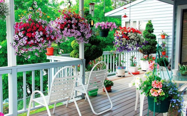 патио с петунией