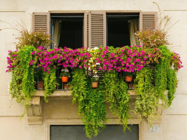 balcony plants