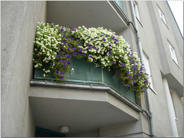 петунии на балконе