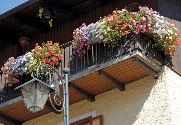 ампельная петуния на балконе