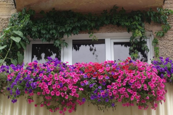 петуния балконная