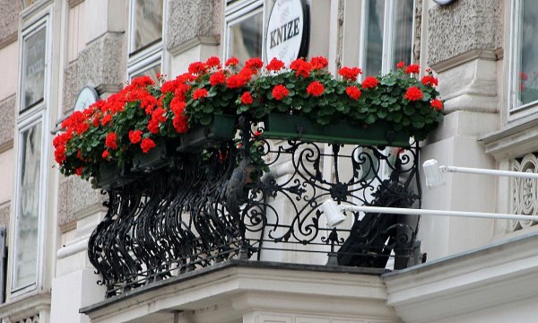 пеларгония ампельная balkon