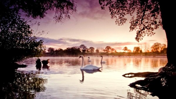 лебединое озеро белгород