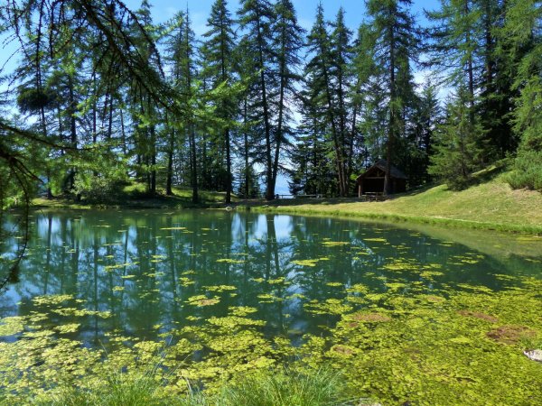 озера в лесу