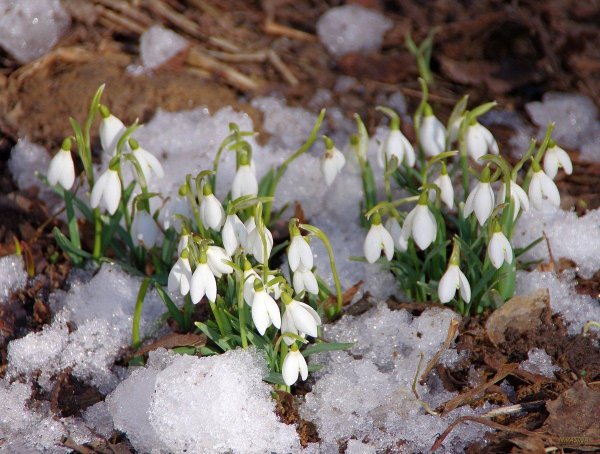 подснежник галантус