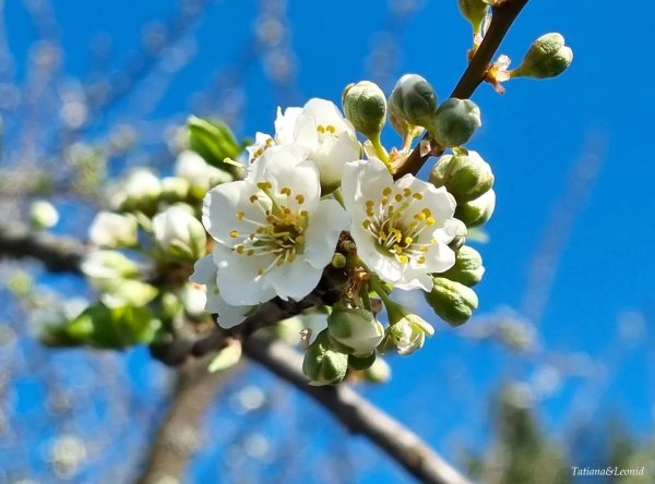 весеннее цветение