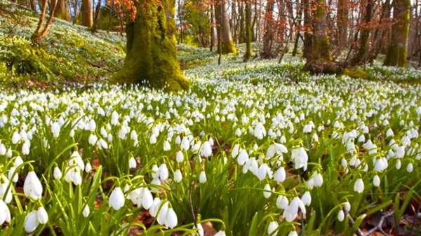 поляна подснежников