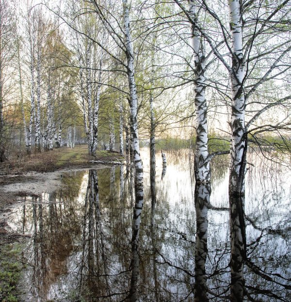 березняк березовая роща