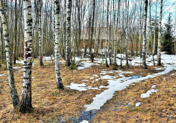 весенняя проталинка левитана