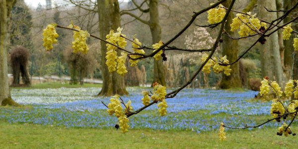 corylopsis pauciflora