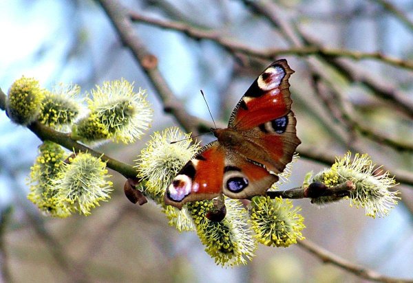 Весны природа для детей