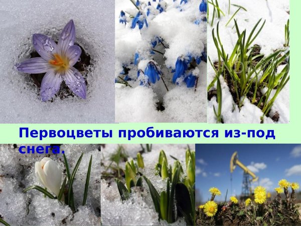 первые цветы из под снега