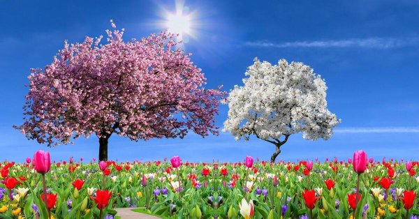 цветущие деревья