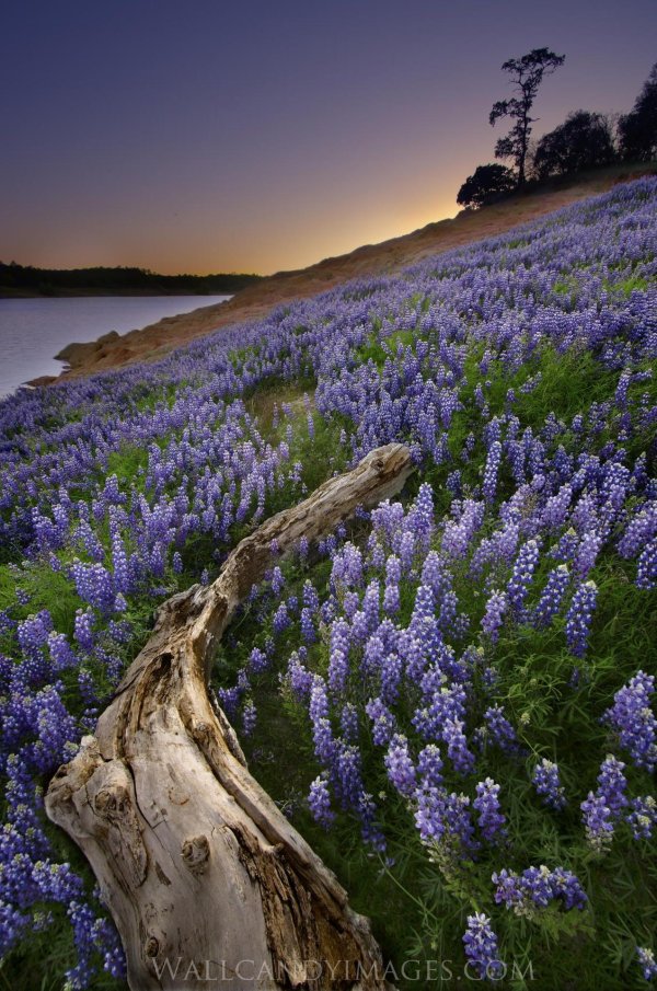 гора демерджи лавандовое поле