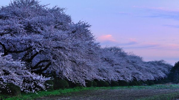 цветение сакуры