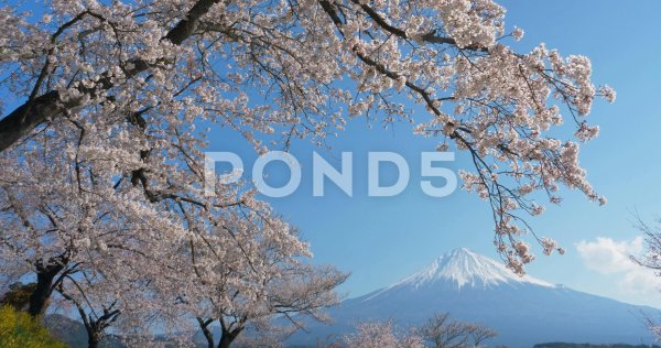 цветение сакуры