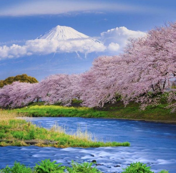 япония цветение фудзи