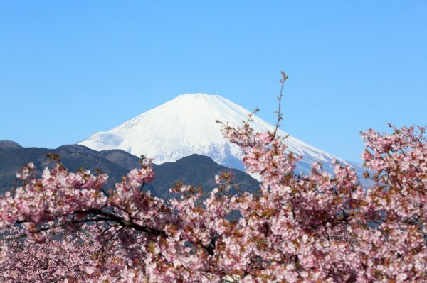 гора фудзи и сакура