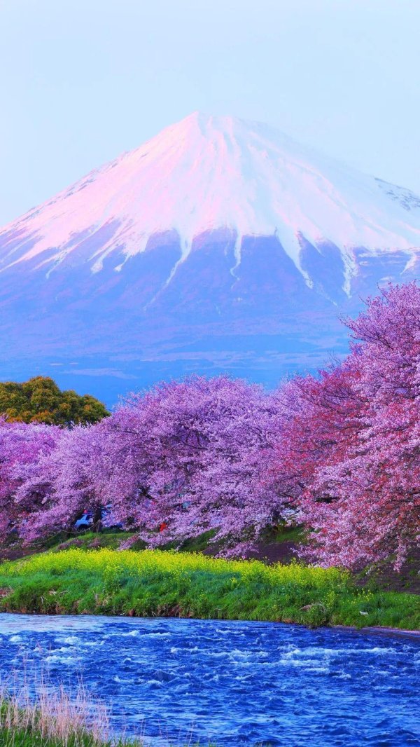 сакура япония