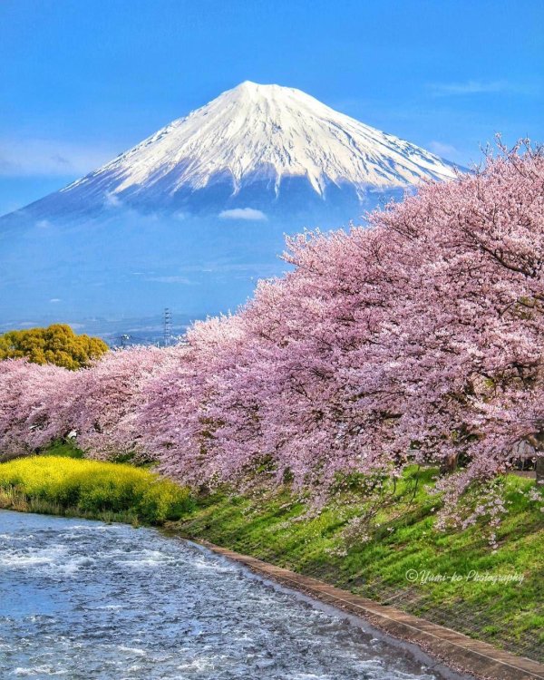 япония цветение фудзи