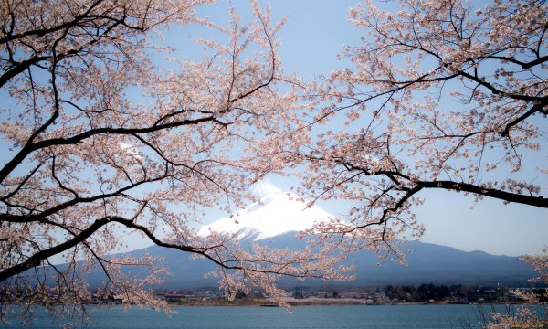 цветение сакуры