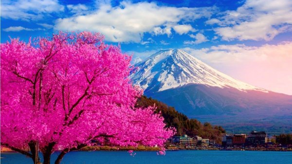 цветение сакуры