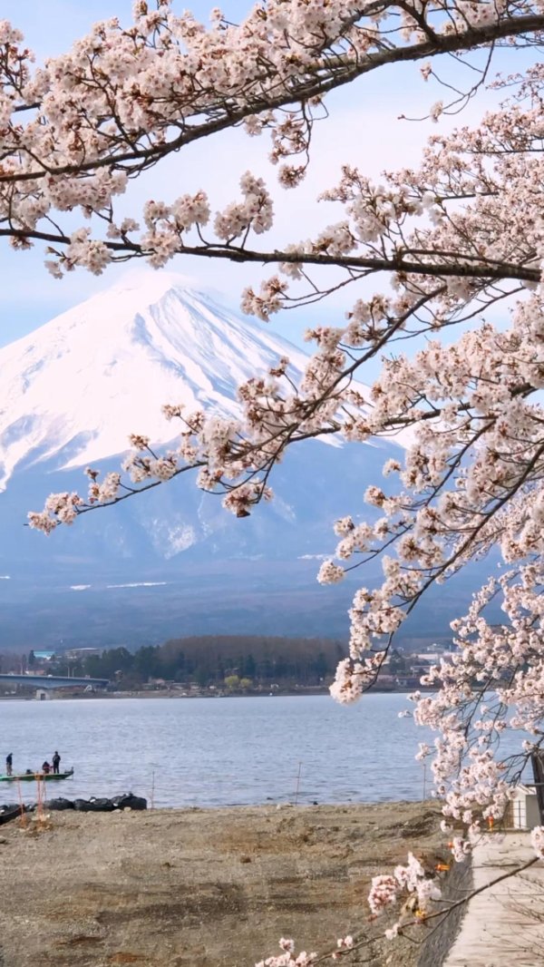 япония цветение фудзи