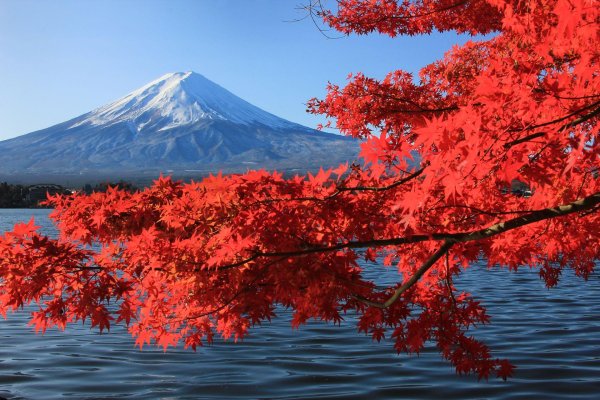 красные клены момидзи