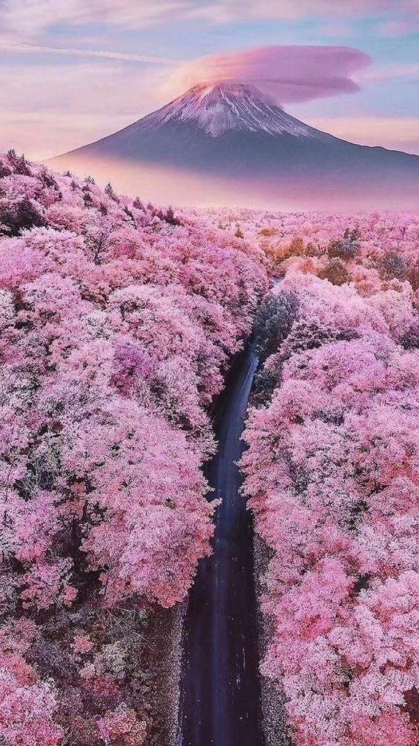 цветение сакуры