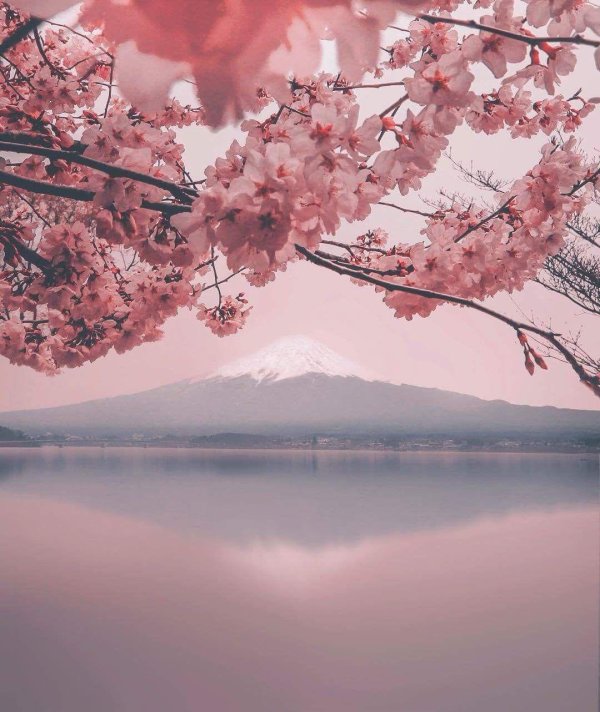 цветение сакуры