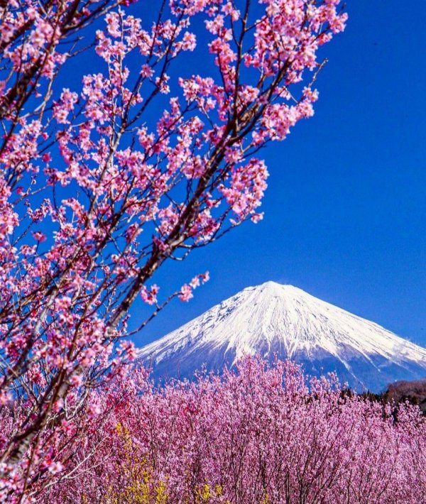 сакура япония