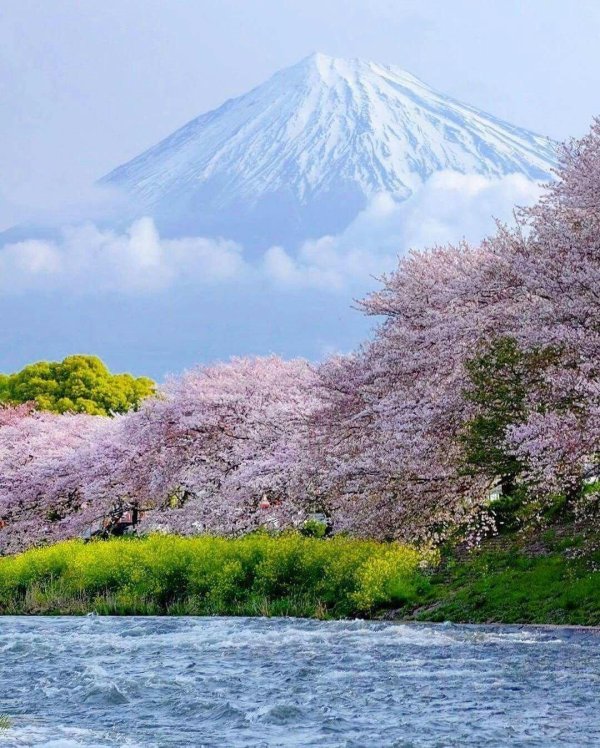 япония цветение фудзи