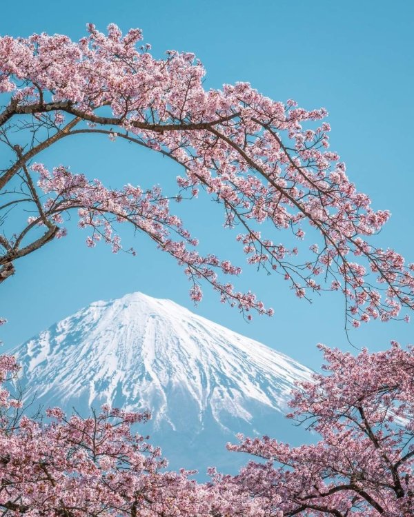 цветение сакуры