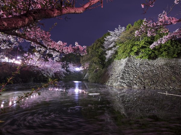 цветение сакуры