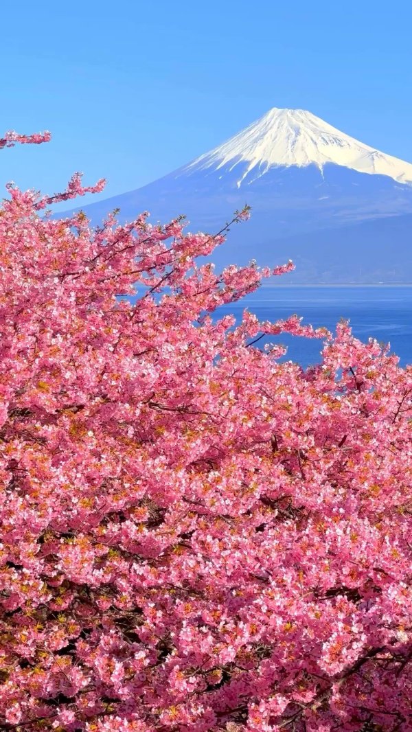 цветение сакуры в японии