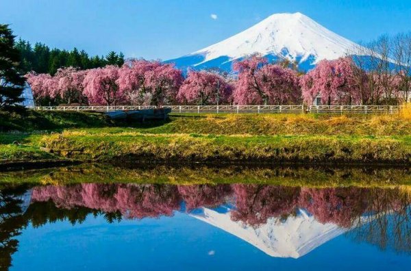 япония цветение фудзи