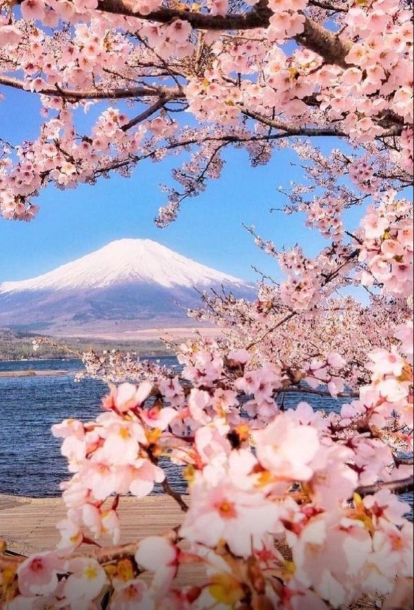 весна в японии